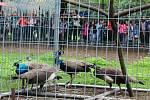 Karvinští pávi vyšli po několika týdnech z aklimatizační voliéry do volných prostor místního zoo koutku.
