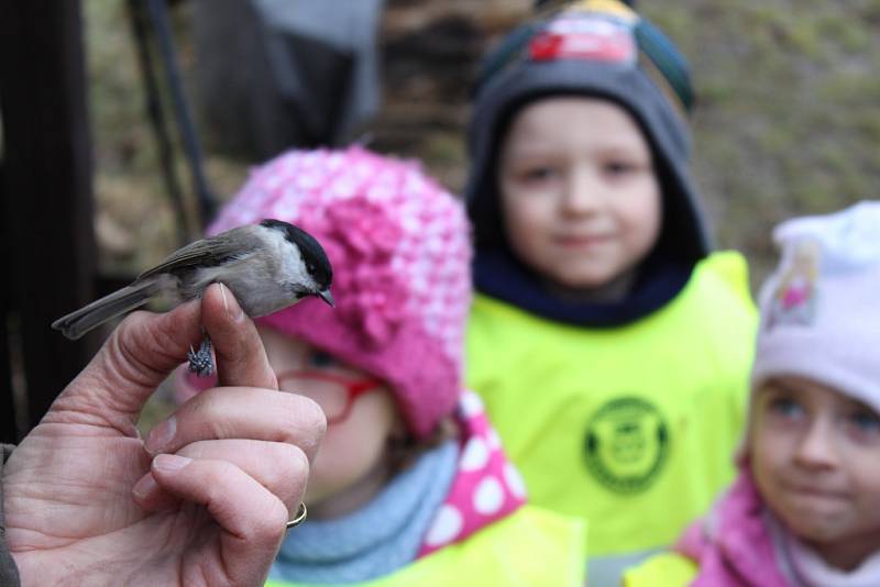 Odchyt a kroužkování ptáků v Havířově-Bludovicích. 