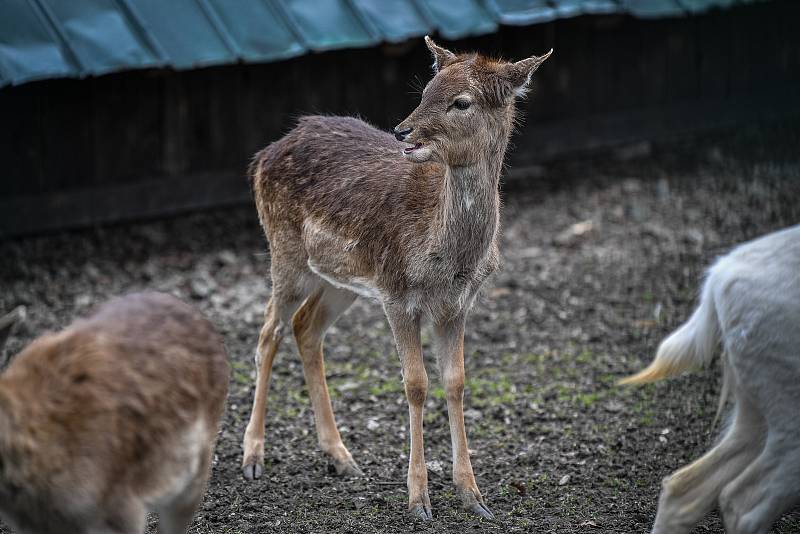 Daňčí obora v parku Boženy Němcové, 27. března 2021 v Karivné.