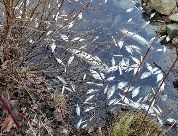 Úhyn ryb, Lodičky Karviná. Leden 2023.