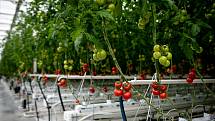 Sklizeň rajčat a okurek ve farmě Bezdínek v Dolní Lutyni.