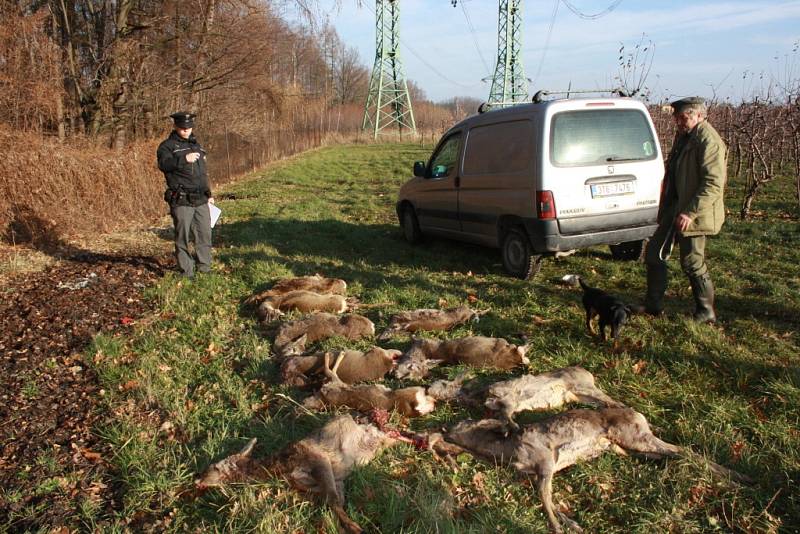 Zdivočelí psi zaútočili na srnčí zvěř v ovocnářských sadech. 