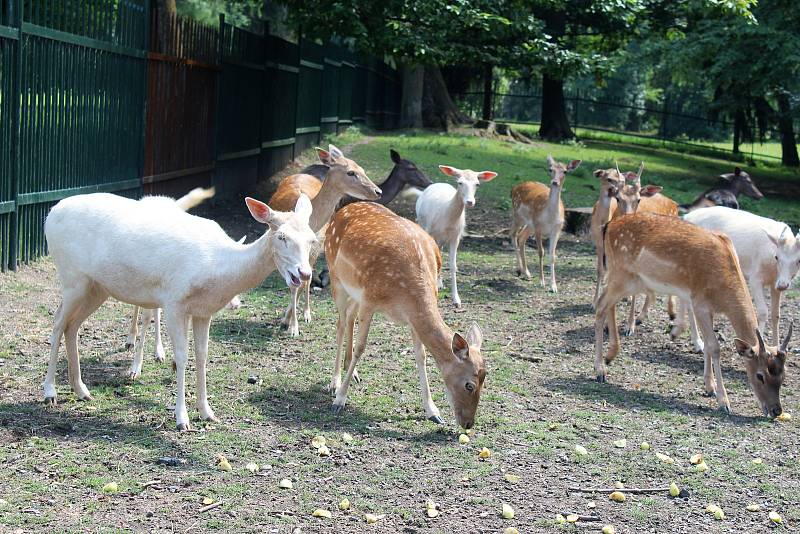 Karvinský zoo koutek v parku Boženy Němcové je nyní plný mláďat, na některá si ale návštěvníci musí počkat, protože je jim zatím lépe ve vnitřních ubikacích.