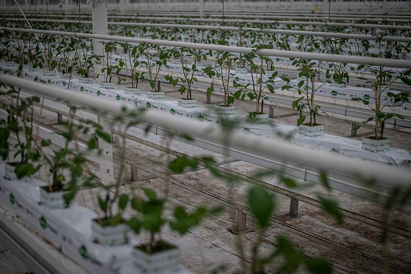 Zaměstnanci farmy Bezdínek vysázejí za směnu tisíce rostlinek oválných cherry rajčátek druhu Hranáček, 14. ledna 2021 v Dolní Lutyni.