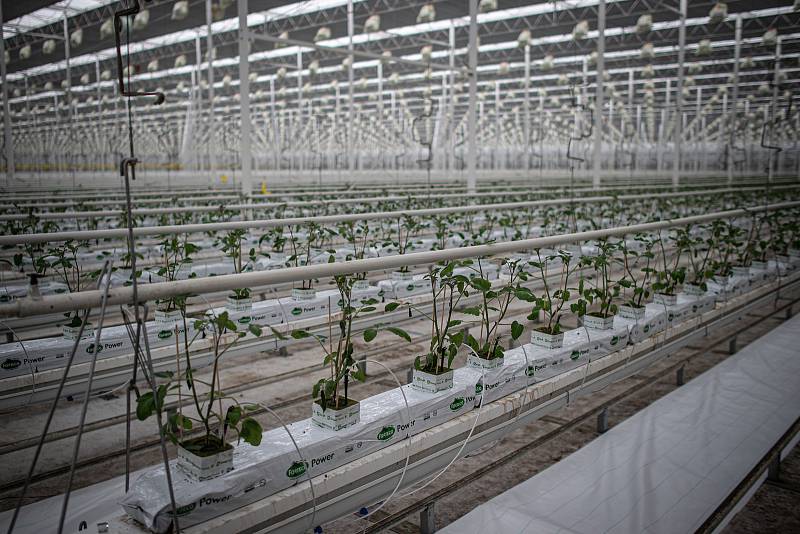 Zaměstnanci farmy Bezdínek vysázejí za směnu tisíce rostlinek oválných cherry rajčátek druhu Hranáček, 14. ledna 2021 v Dolní Lutyni.