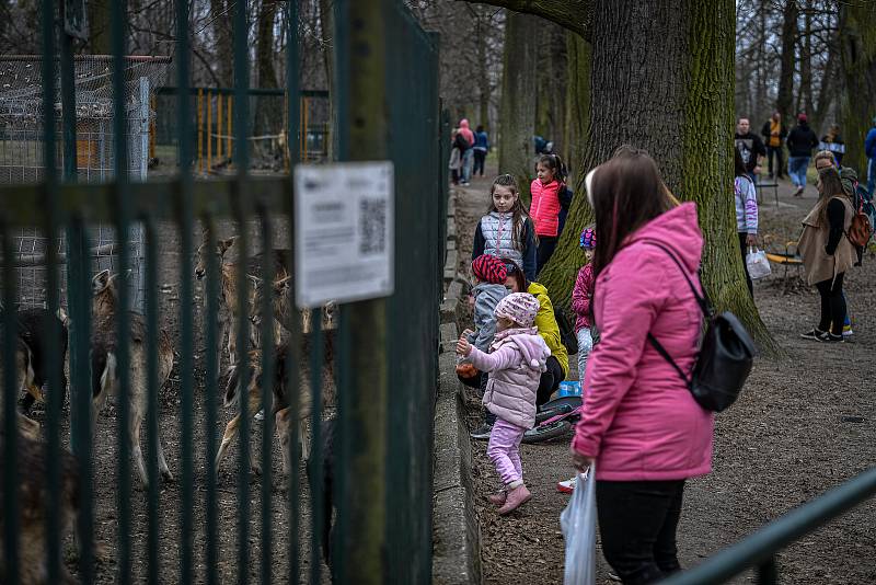 Daňčí obora v parku Boženy Němcové, 27. března 2021 v Karivné.