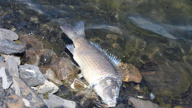 Mrtvé ryby z jezera Kozinec v Doubravě na Karvinsku.
