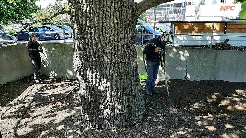 Odborná firma začala s revitalizací památného stromu v centru Karviné, na parkovišti pod OD Prior. Květen 2021.