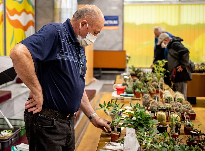 Výstava kaktusů a sukulentů v Domě dětí a mládeže, 20. června 2020 v Orlové.