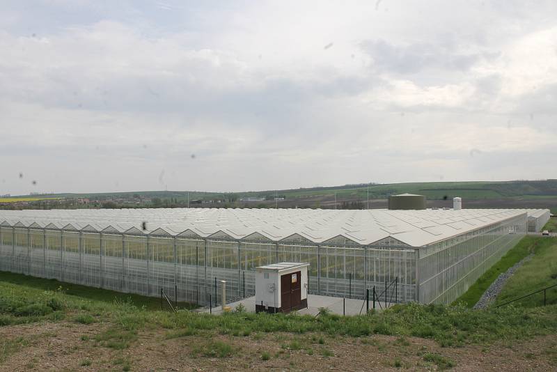 Hydroponní pěstování rajčat v obřích sklenících. Snímek je ze skleníků ve Velkých Němčicích.