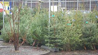 Zlodějům vánočních stromků hrozí pokuty. Až patnáct tisíc - Jihlavský deník