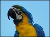 Havířovský papoušek Ozzy.