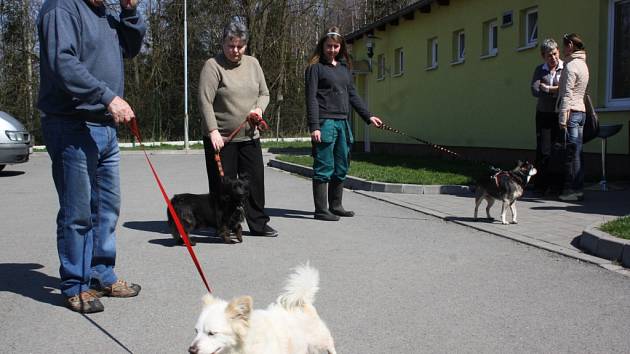 Lidé si přišli prohlédnout útulek a projít se s pejsky. 