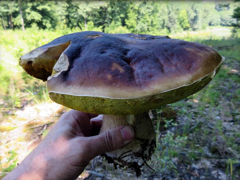 Úlovek z Karvinského lesa 14. 7. 2018 - hřib smrkový (pravý).