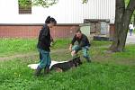 Německý ovčák se zranil pádem z okna. Odchytová služba ho odvezla k veterináři. 