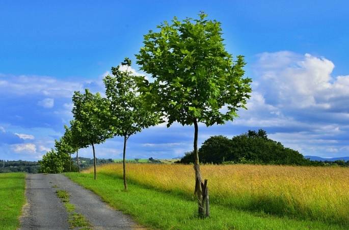 Javorové stromořadí pod Pastuchovkou z Albrechtic.