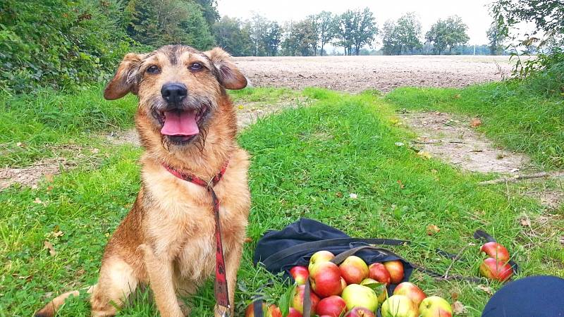 Psi, o které v posledních měsících pečovali v útulku v Dětmarovicích. Někteří z nich už našli i nový domov.