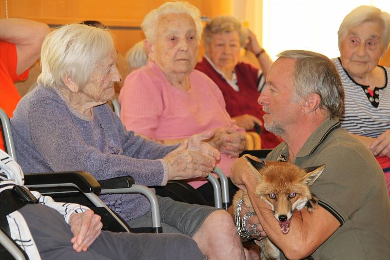 Návštěva lišky v Domově seniorů Havířov - středisku Helios.