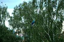 Papoušek se na konci června usadil na větvi stromu v havířovském dvorku.