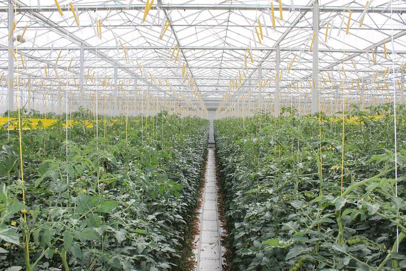 Hydroponní pěstování rajčat v obřích sklenících. Snímek je ze skleníků ve Velkých Němčicích.