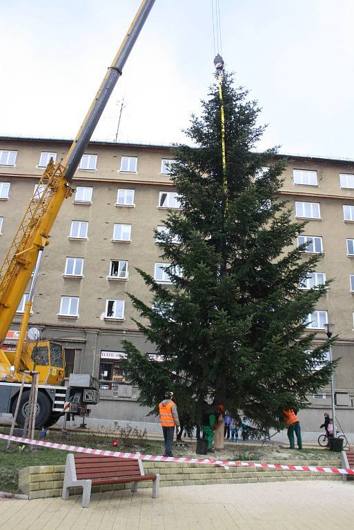 Stavění vánočních stromů v Havířově. Jedle na náměstí TGM na Šumbarku. 