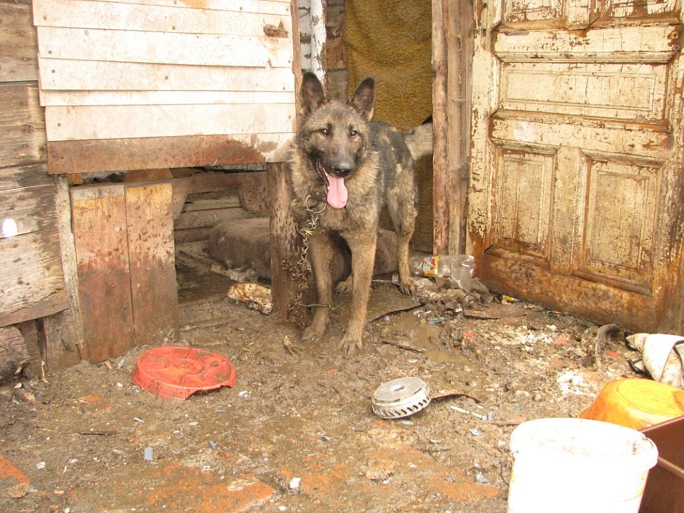 Moravskoslezský deník | Pes trpěl na krátkém řetězu | fotogalerie