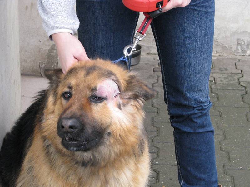 Německý ovčák Rex po ošetření u veterináře, který mu z hlavy vyjmul hrot šípu. 