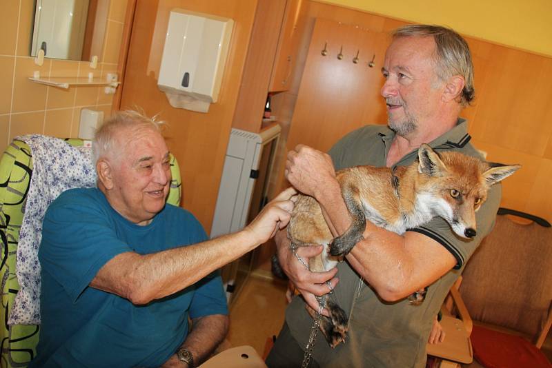 Návštěva lišky v Domově seniorů Havířov - středisku Helios.