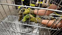 O netradiční zpestření páteční směny zaměstnanců strojírenské firmy, která se v Petřvaldu na Karvinsku zabývá zpracováním plechů, se postaral jak nádherně zbarvený papoušek amazoňan.
