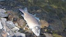 Mrtvé ryby z jezera Kozinec v Doubravě na Karvinsku.