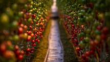 Sklizeň rajčat ve farmě Bezdínek v Dolní Lutyni.