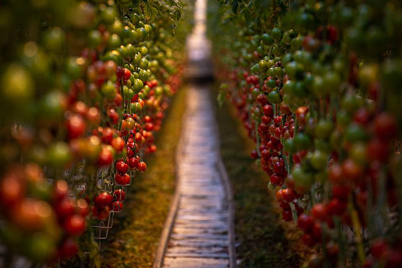 Sklizeň rajčat ve farmě Bezdínek v Dolní Lutyni.