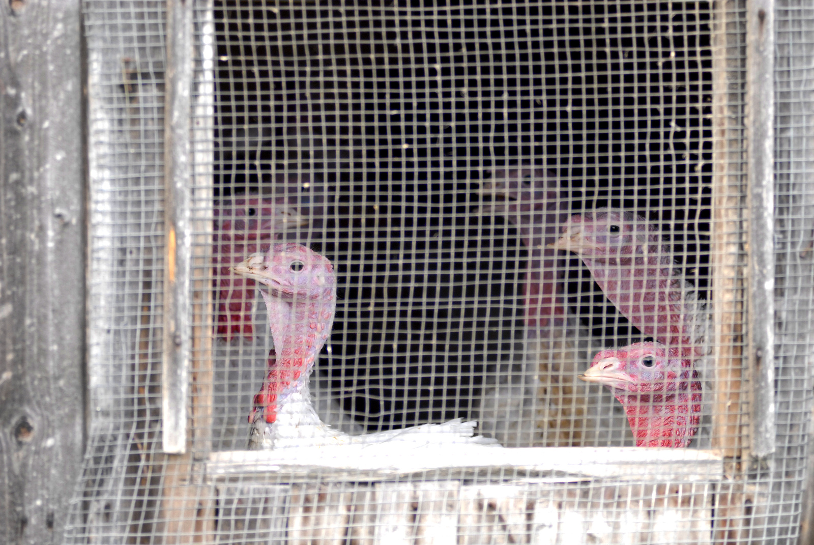 Na Karvinsku zlikvidují tisíce krůt, důvodem je ptačí chřipka - Karvinský a  havířovský deník