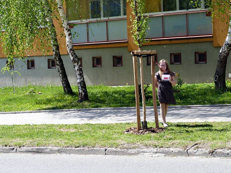 Ulici M. Pujmanové v Havířově-Šumbarku lemuje nové stromořadí z 29 habrů.