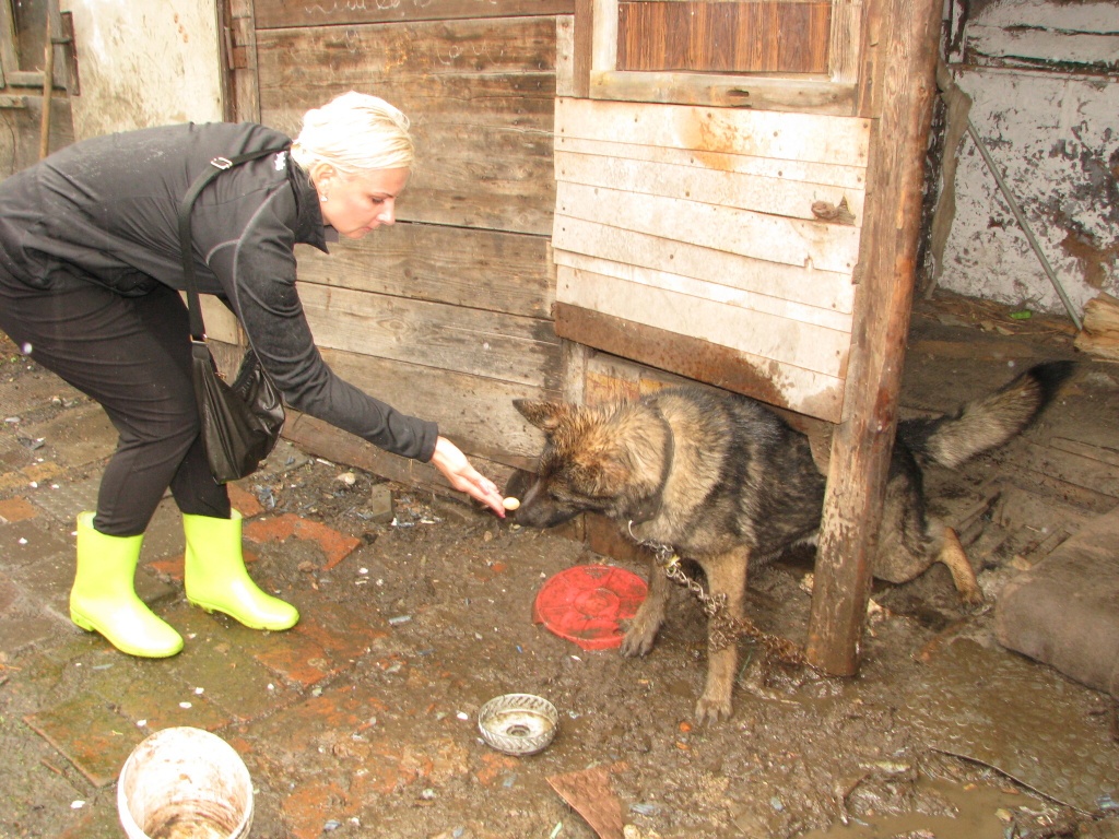 Týraný pes trpěl jen na metrovém řetězu, jídlo mu dávali sousedé - Deník.cz