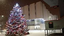 Vánoční strom u kina Centrum taktéž v Karviné - reprezentativní vzrostlý stříbrný smrk pichlavý výšky 21 metrů z Paskova byl zkrácen na cca 15 metrů.