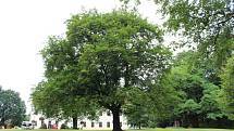 Javor platanolistý rostoucí v havířovském zámeckém parku se stal Stromem hrdinou roku 2017.