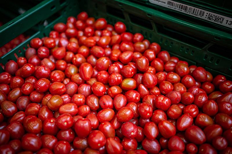 Zaměstnanci farmy Bezdínek vysázejí za směnu tisíce rostlinek oválných cherry rajčátek druhu Hranáček, 14. ledna 2021 v Dolní Lutyni.