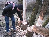 Jan Smola z havířovského magistrátu ukazuje, jak se bobři u řeky Lučiny činí. 