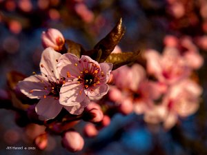 Sakura - strom, který zdobí i několik prostranství v centru Karviné.