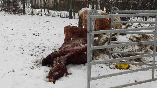 Veterináři prověřili chov skotu v Karviné. Jedna nemocná kráva ležela bezmocně na zemi.