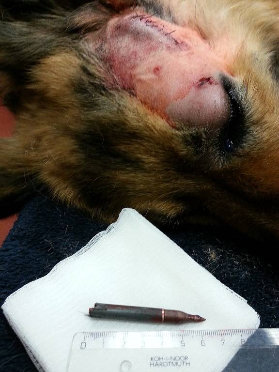 Německý ovčák Rex po ošetření u veterináře, který mu z hlavy vyjmul hrot šípu. 