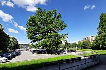 Odborná firma začala s revitalizací památného stromu v centru Karviné, na parkovišti pod OD Prior. Květen 2021.