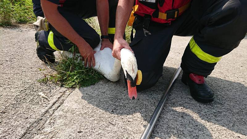 Labutí samec na rybníce Větrov v Petrovicích se po několika dnech dočkal toho, že mu lidé odstranili cizí předmět, který mu z krku visel kolem hlavy.