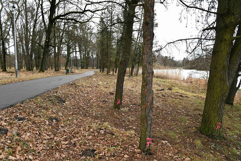 V zámeckém parku v Karviné se kácí staré stromy a dřeviny. V létě začne odbahňování.