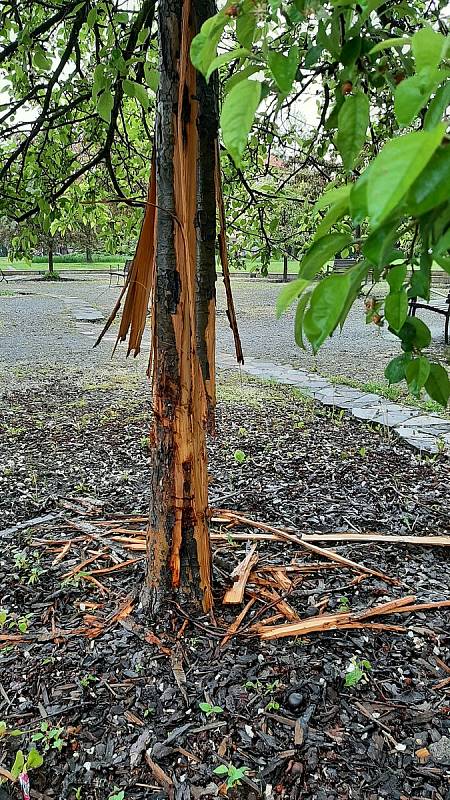 Na několika místech v Karviné neznámý vandal poškodil stromy. Kdo to byl, zjišťuje policie.