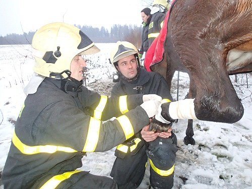 Profesionální hasiči z Karviné vyprošťovali koně, který uvízl v asfaltové štěrbině.