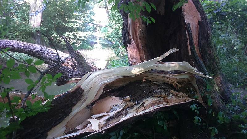 Bouřkou zlomený strom spadl do koryta řeky Lučiny v Havířově.