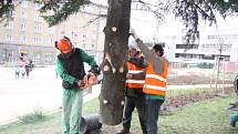 Stavění vánočních stromů v Havířově. Jedle na náměstí TGM na Šumbarku. 