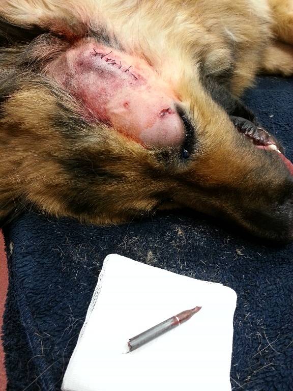 Německý ovčák Rex po ošetření u veterináře, který mu z hlavy vyjmul hrot šípu. 